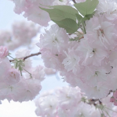 启东福瑞交流群